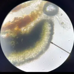 Inoderma byssaceum thumbnail 4