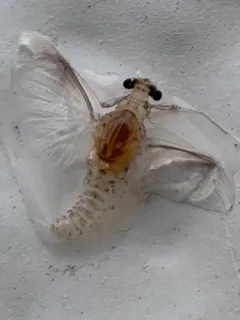 Caenis latipennis thumbnail 2