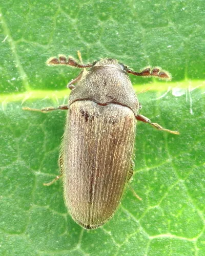 Trixagus carinicollis