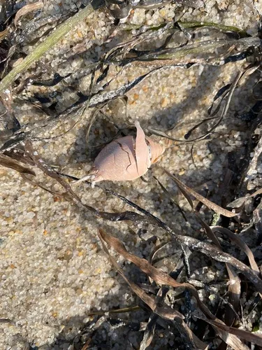 Atlantic Sand Crab