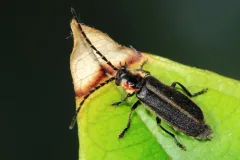 Polemius canadensis thumbnail 2