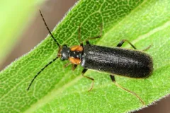 Guided Solider Beetle thumbnail 1