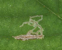 Ironwood Leafcone Moth thumbnail 2