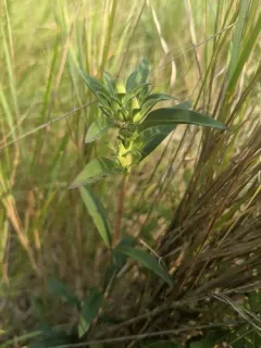 Soapwort Gentian thumbnail 3