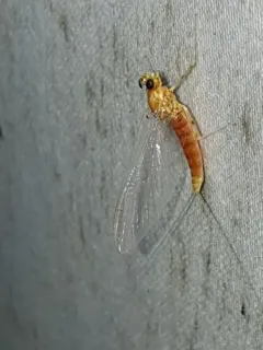 Epeorus vitreus thumbnail 3