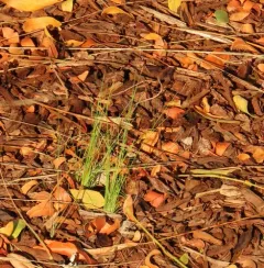 Mexican feathergrass thumbnail 2