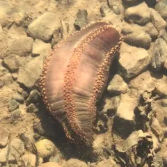 Reddish Brown Sea Cucumber thumbnail 2