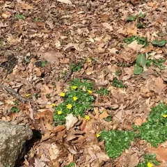 lesser celandine thumbnail 4