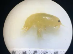 Hyalella dentata thumbnail 2