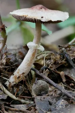 Agaricus friesianus thumbnail 1