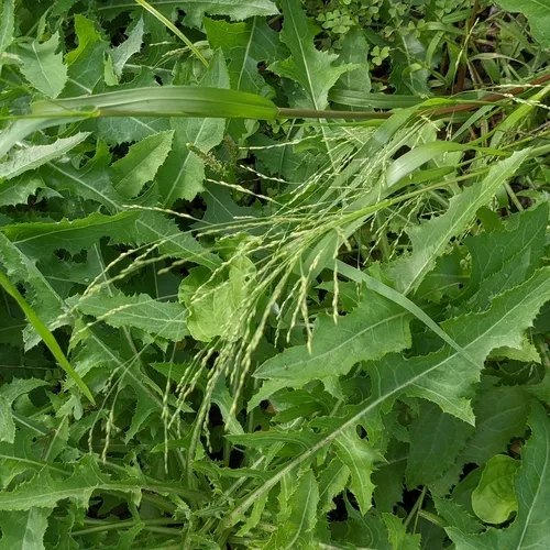 Smooth Witchgrass