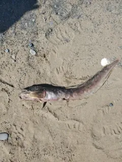 Ocean Pout thumbnail 2