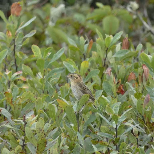 Nelson's Sparrow