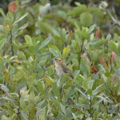 Nelson's Sparrow thumbnail 1