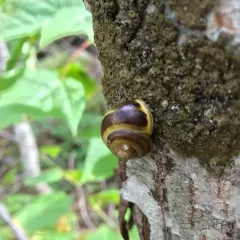 White-lipped Snail thumbnail 3