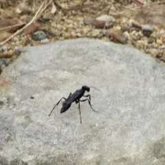 Steel-blue Cricket-hunter Wasp thumbnail 2