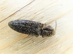 Lacon auroratus thumbnail 3