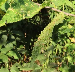 Hackberry Thorn Gall Midge thumbnail 3