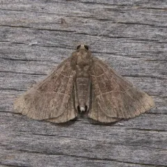 Maple Looper Moth thumbnail 4