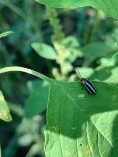 Pigweed Flea Beetle thumbnail 3