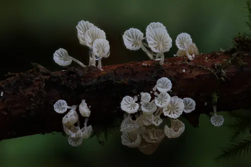 Resinomycena saccharifera