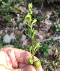 Orange Sallow thumbnail 4