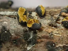 Trichia alpina thumbnail 4