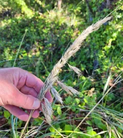 Pacific Small-reedgrass thumbnail 4