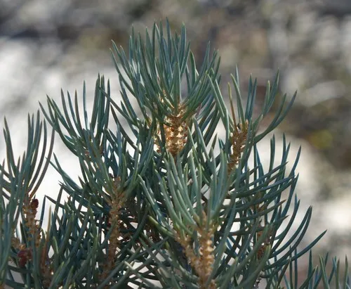 singleleaf pinyon
