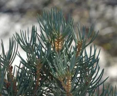 singleleaf pinyon thumbnail 1