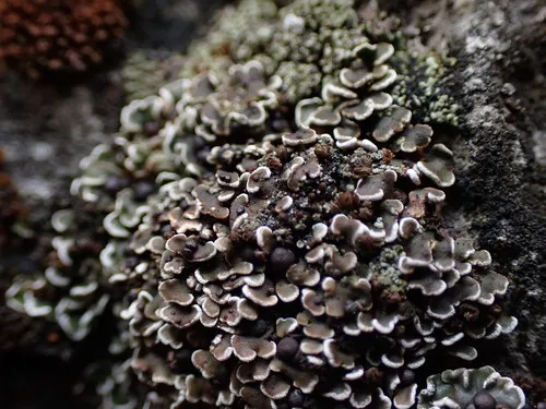 Psora elenkinii