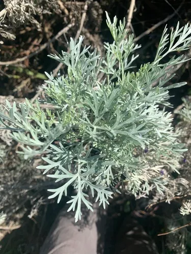 Hedge Artemisia