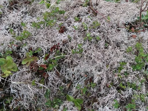 Cladonia oricola