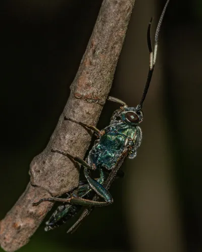 Platylabus clarus