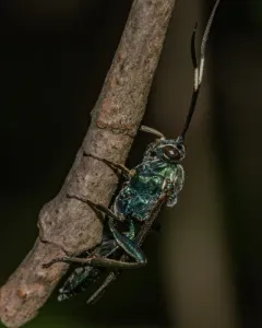 Platylabus clarus thumbnail 1