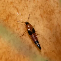 Lordithon cinctus thumbnail 1