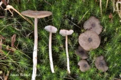 Entoloma fuscotomentosum thumbnail 2