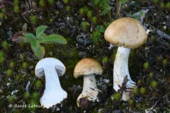 Thaxterogaster fulvo-ochrascens thumbnail 4