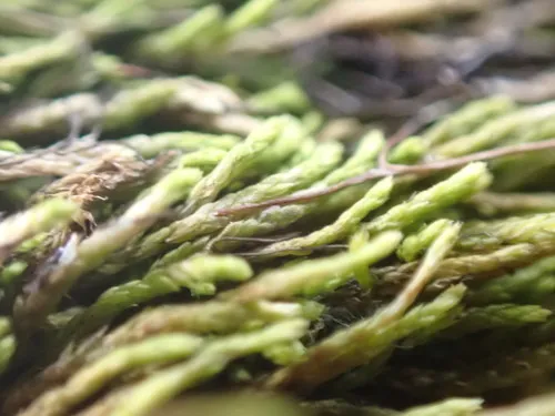 Capillary Wing-moss