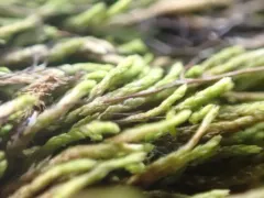 Capillary Wing-moss thumbnail 1