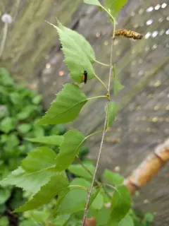 Bedstraw Sawfly thumbnail 2