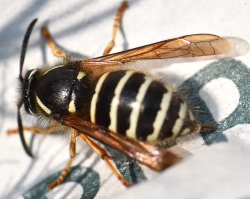 Arctic Yellowjacket