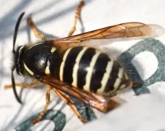 Arctic Yellowjacket thumbnail 1