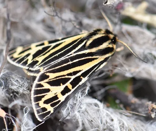 Labrador Tiger Moth