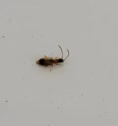 Black-headed Silvanid Beetle thumbnail 3
