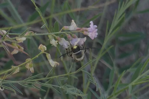 Edwards's Long-horned Bee