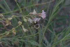 Edwards's Long-horned Bee thumbnail 1