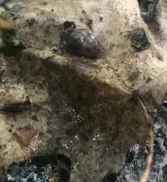 Pellucid Glass-snail thumbnail 2