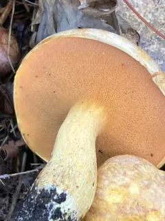 Suillus subaureus thumbnail 2
