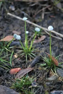 Common Pipewort thumbnail 4